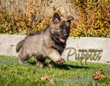 2024 Shiloh Puppies