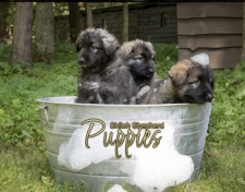 2025 Shiloh Puppies