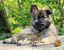 Shiloh Puppies special edition
