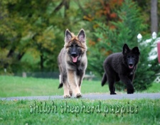 2010-shilohpuppy