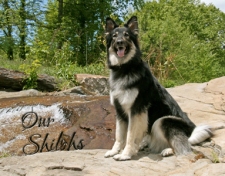 2011 OurShilohs Calendar cover