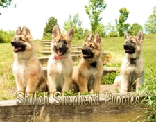 2011 Shiloh Puppy Calendar