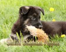 2012-shilohpuppy