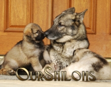 2013-ourshilohs