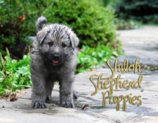 2013-shilohpuppy