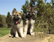 2014 Shiloh Puppies