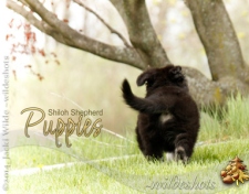2015 Shiloh Puppies
