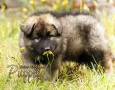 2016 Shiloh Puppies