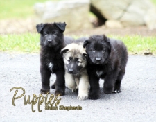 2017 Shiloh Puppies