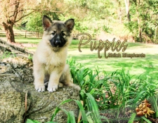 2018 Shiloh Puppies