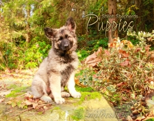 2019 Shiloh Puppies