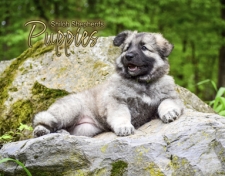 2020 Shiloh Puppies
