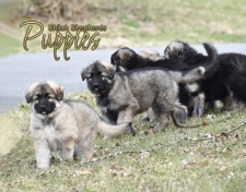 2021 Shiloh Puppies