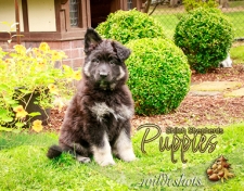 2022 Shiloh Puppies