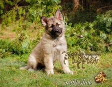 2023 Shiloh Puppies